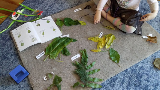 How A Walk In The Park Helped My Learners with Botany