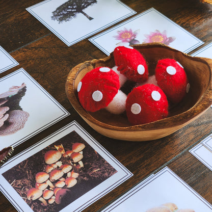 Plants, Animal, Fungi Sorting - montessorikiwi
