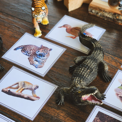 Plants, Animal, Fungi Sorting - montessorikiwi