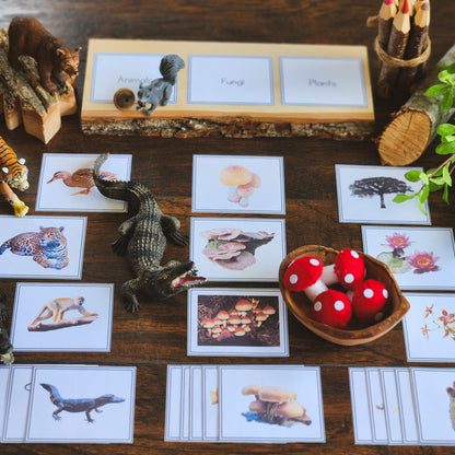 Plants, Animal, Fungi Sorting - montessorikiwi