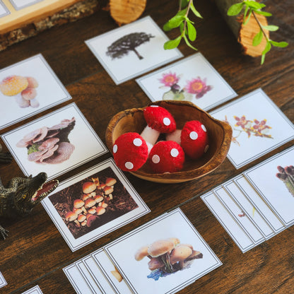 Plants, Animal, Fungi Sorting - montessorikiwi