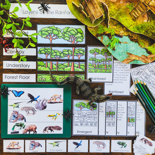 Rainforest Layers - subscription - montessorikiwi