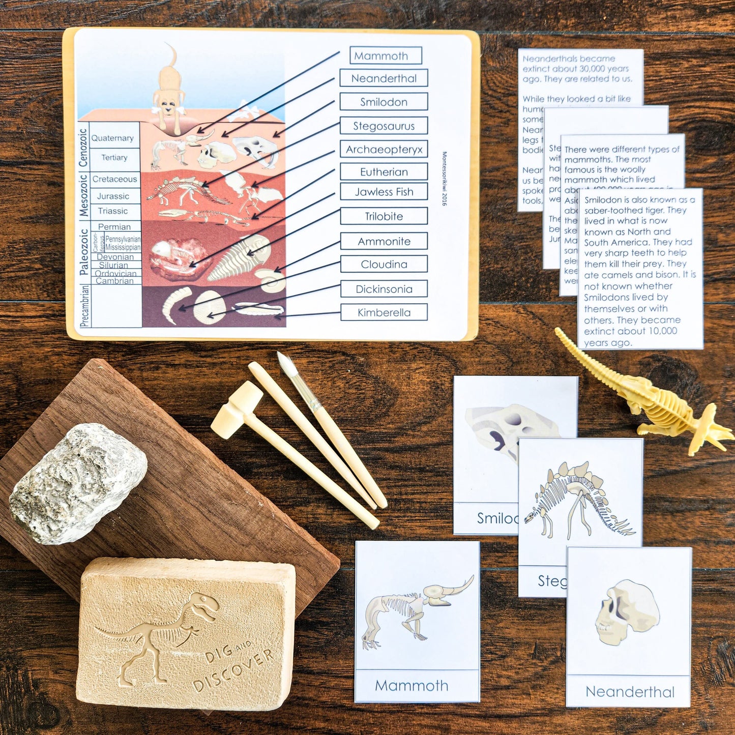 Montessori Geological Time & Timeline of Life Bundle | Clock of Eras, Fossils & Prehistoric Life