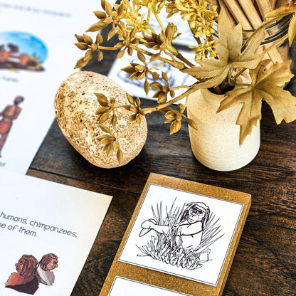 Hominin or Hominid posters or picture sort (cosmic) - montessorikiwi
