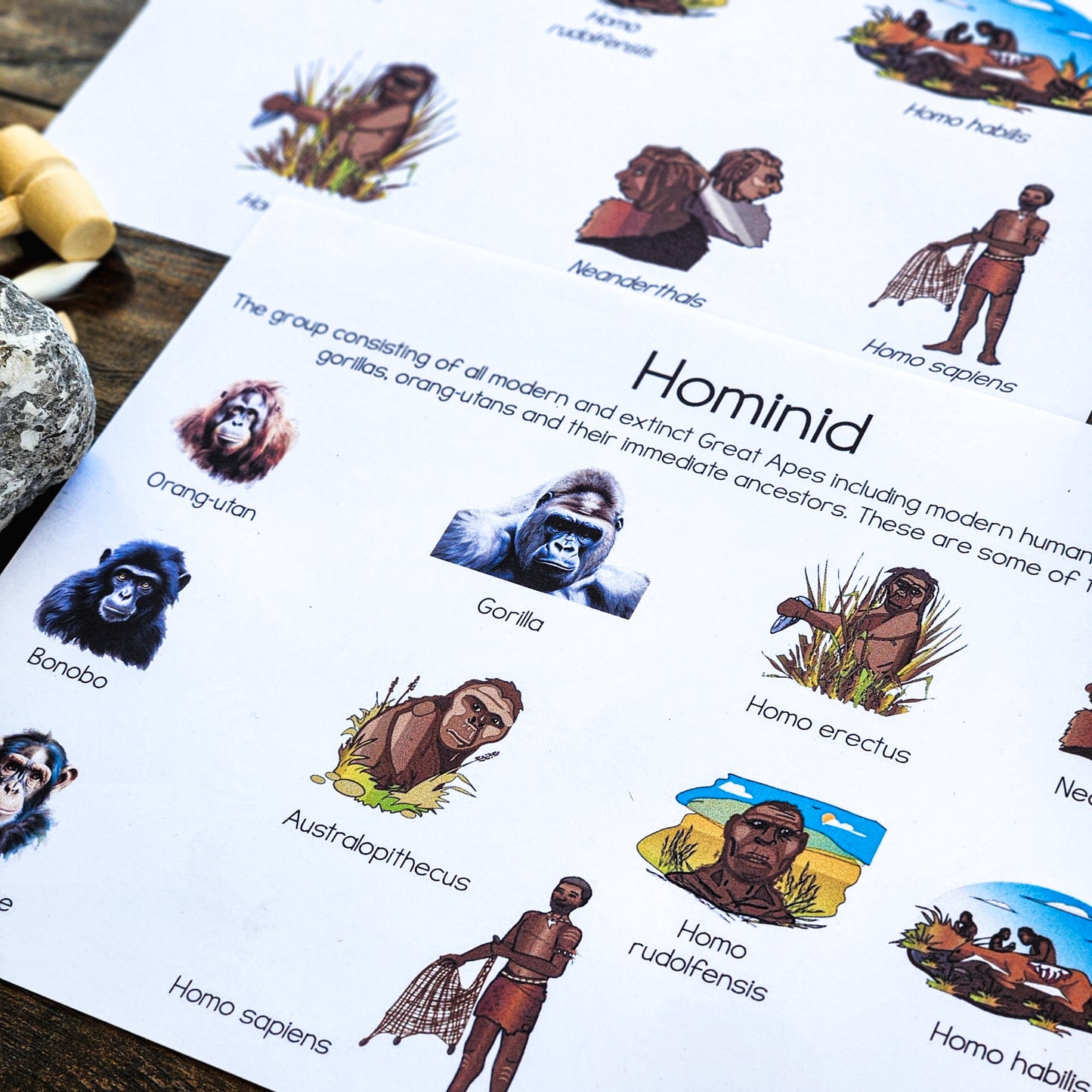 Hominin or Hominid posters or picture sort (cosmic) - montessorikiwi