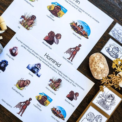 Montessori Early Humans Bundle for Cosmic Education & Timeline of Life Studies (Montessori Inspired)