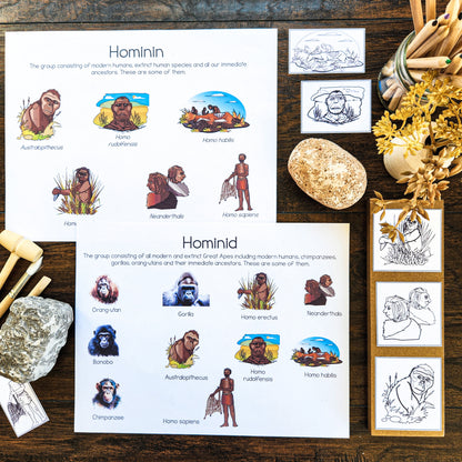 Montessori Early Humans Bundle for Cosmic Education & Timeline of Life Studies (Montessori Inspired)