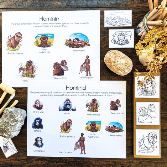 Hominin or Hominid posters or picture sort (subscription) - montessorikiwi