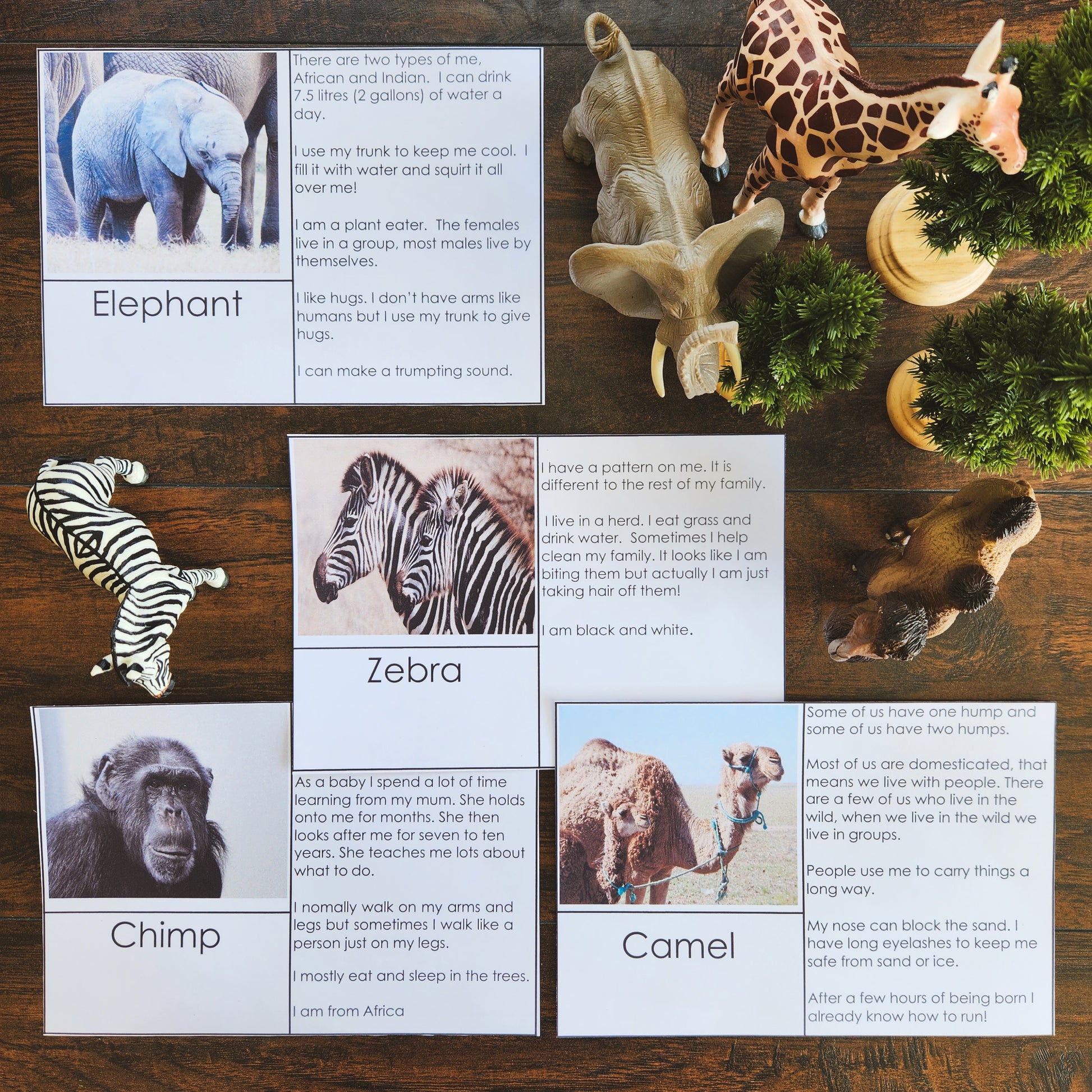 Who am I - animal match up activity - montessorikiwi