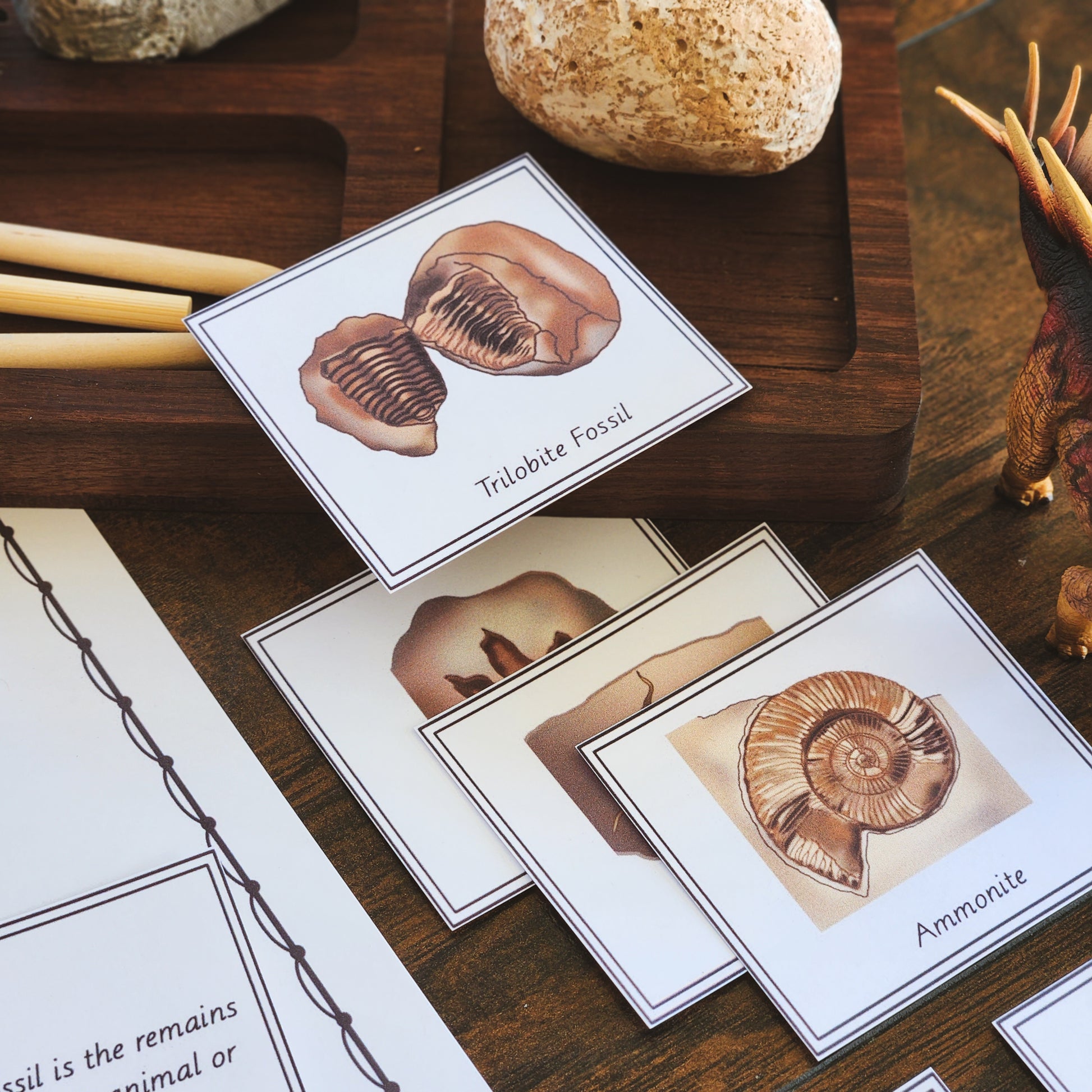 Body or Trace Fossil sorting and handwriting - montessorikiwi