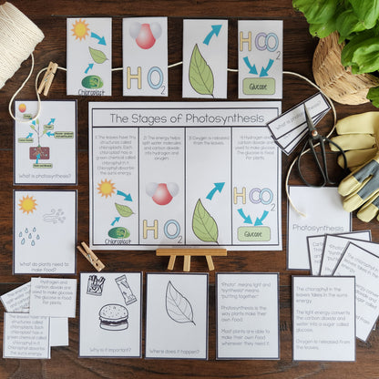 Montessori Photosynthesis Activities for Cosmic Education & Botany
