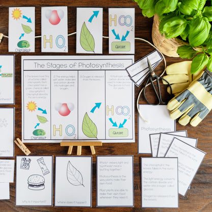 Montessori Photosynthesis Activities for Cosmic Education & Botany
