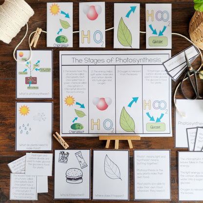 Montessori Photosynthesis Activities for Cosmic Education & Botany