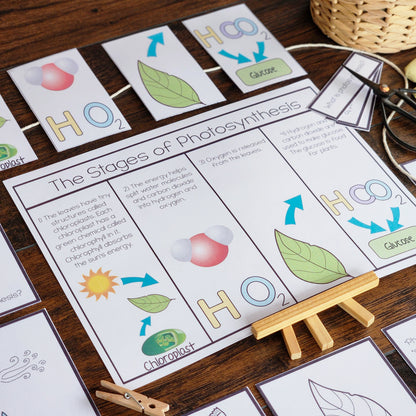 Montessori Photosynthesis Activities for Cosmic Education & Botany