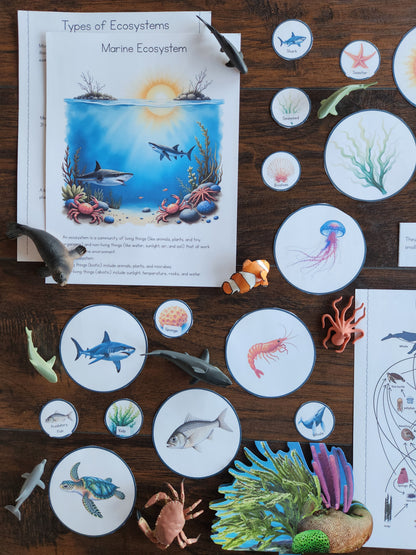 Marine Ecology Activities for Upper Elementary Montessori Learners