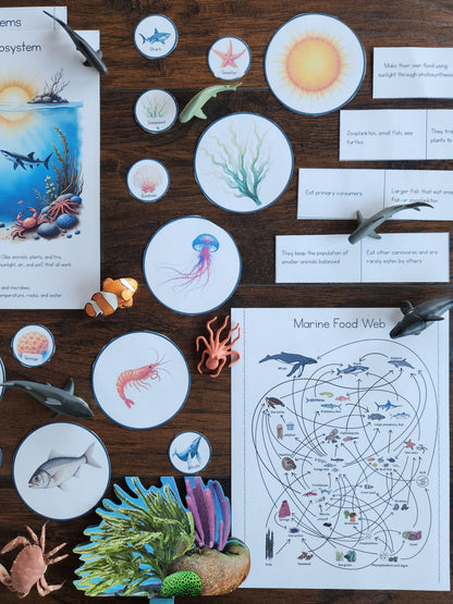 Marine Ecology Activities for Upper Elementary Montessori Learners