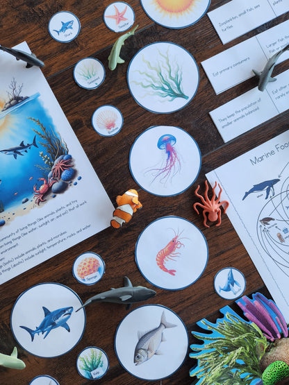 Marine Ecology Activities for Upper Elementary Montessori Learners