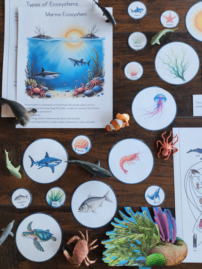 Marine Ecology Activities for Upper Elementary Montessori Learners