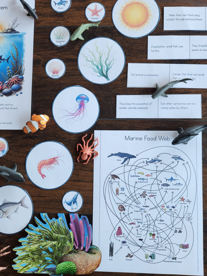 Marine Ecology Activities for Upper Elementary Montessori Learners