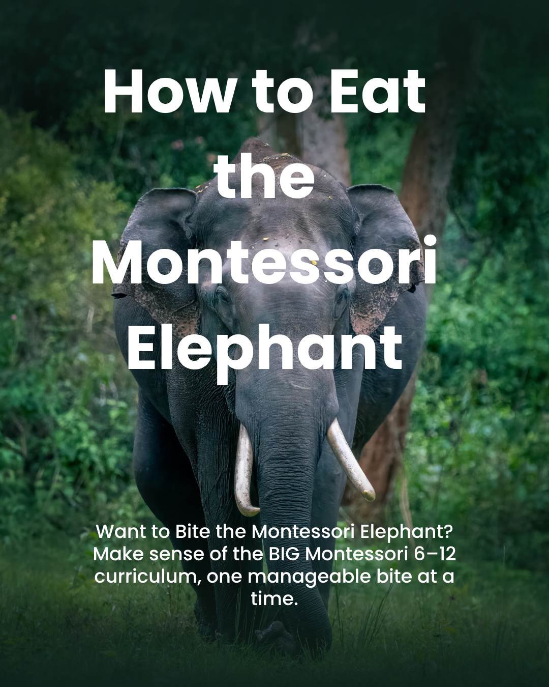 Presale: How to Eat the Montessori Elephant: Practical planning for connected learning, confident teaching and a sustainable Montessori programme.