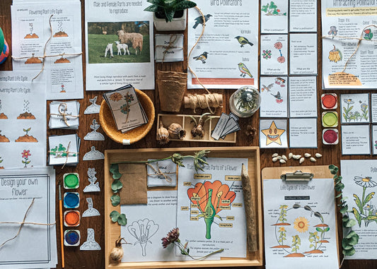 Montessori Inspired Pollination Resource - subscription - montessorikiwi