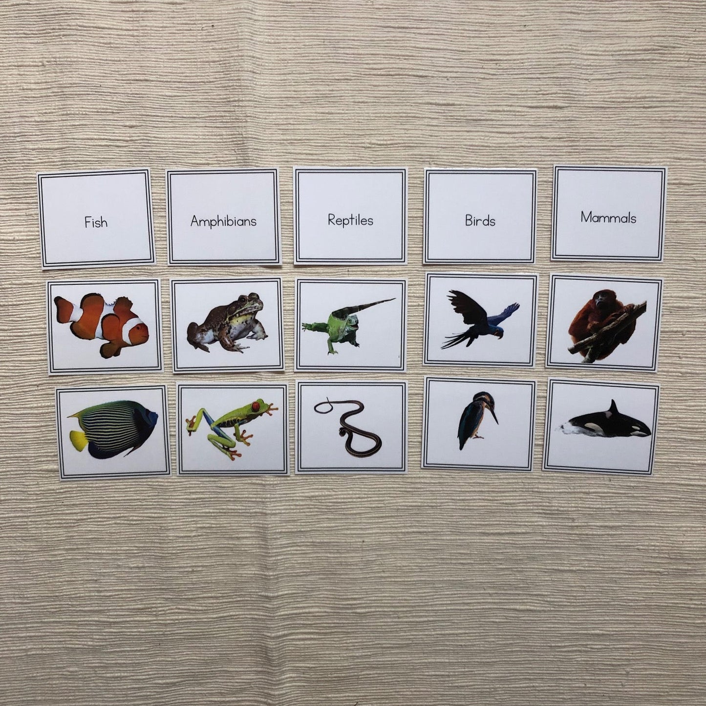 Vertebrate Sorting Activity (subscription) - montessorikiwi
