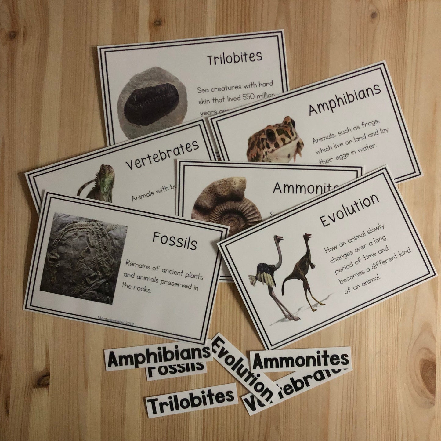 Vocab words for Second Great Story (cosmic) (subscription) - montessorikiwi