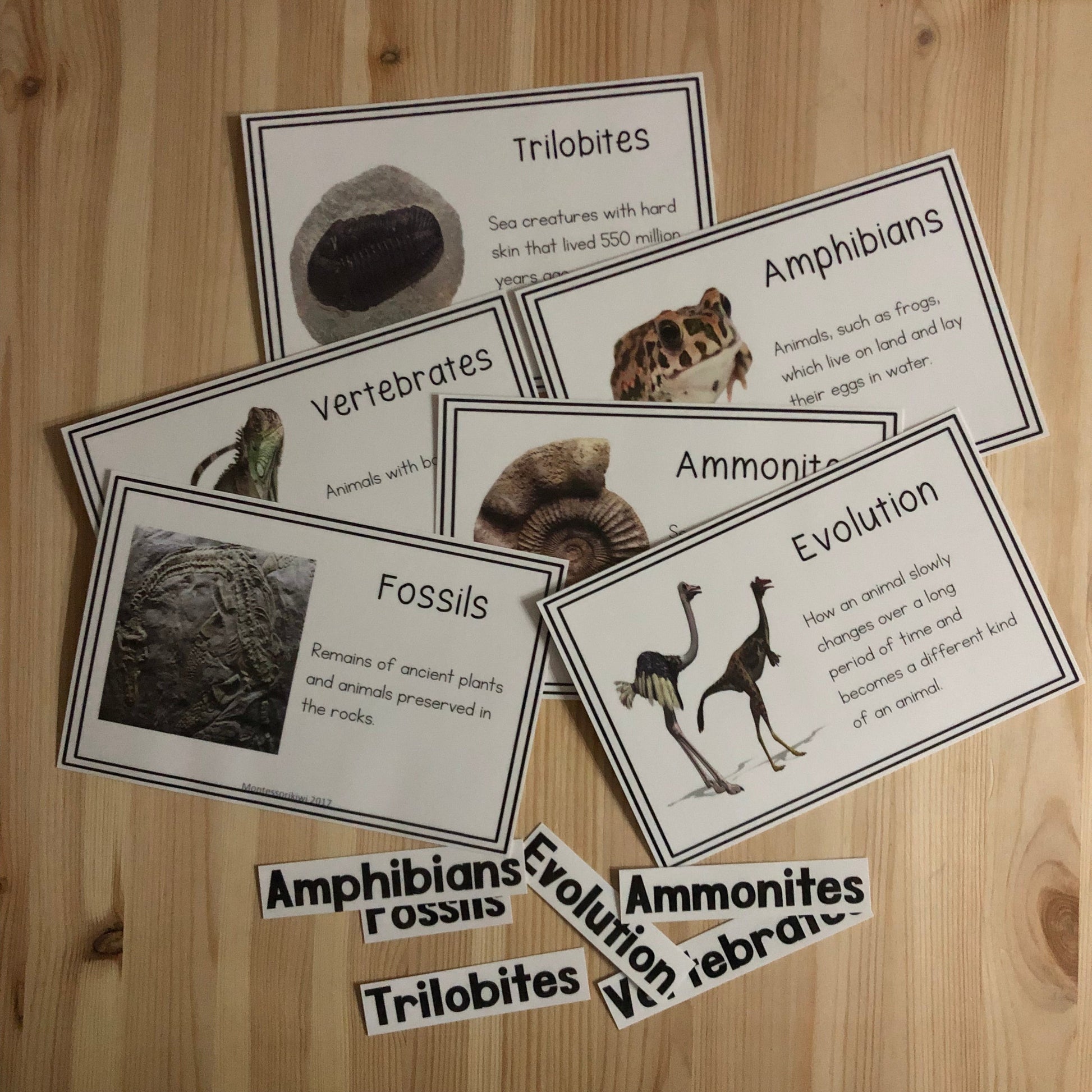 Vocab words for Second Great Story (cosmic) (subscription) - montessorikiwi