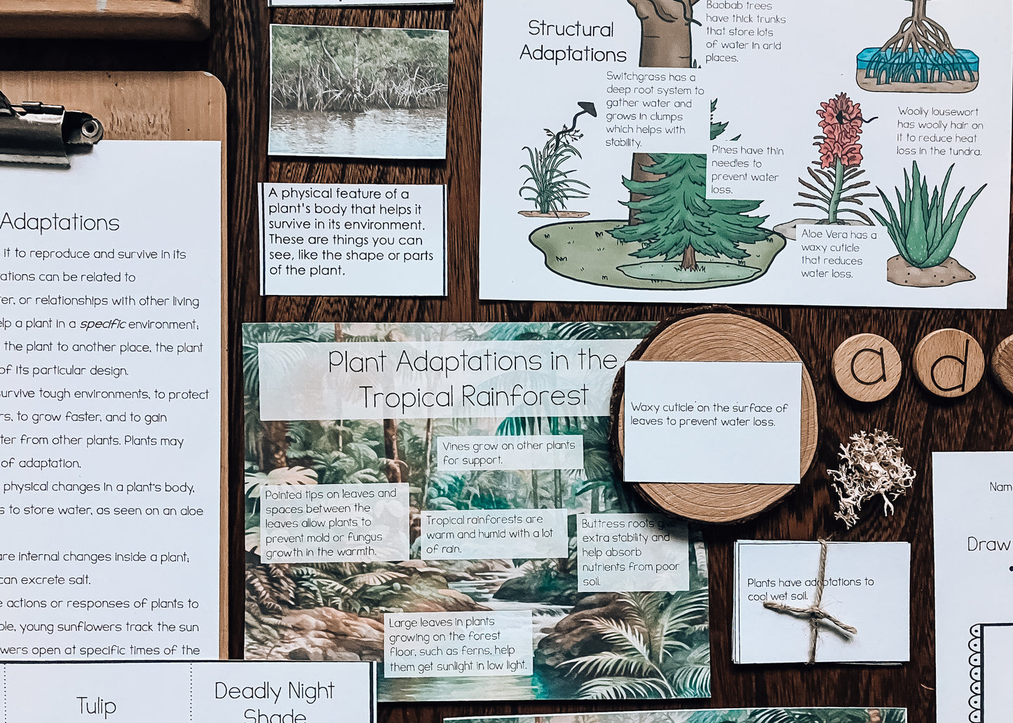 Plant Adaptations for Montessori