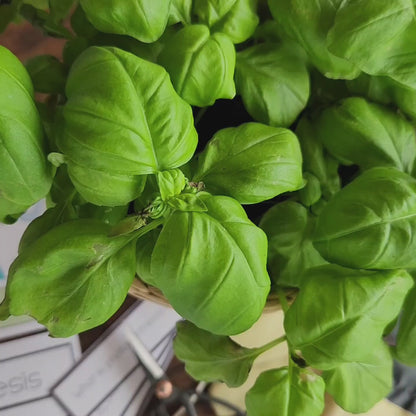 Montessori Photosynthesis Activities for Cosmic Education & Botany