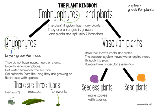 plant kingdom anchor chart