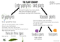 plant kingdom anchor chart