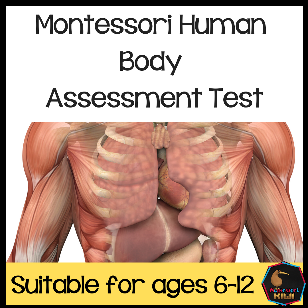 Montessori Human Body test for assessment - montessorikiwi