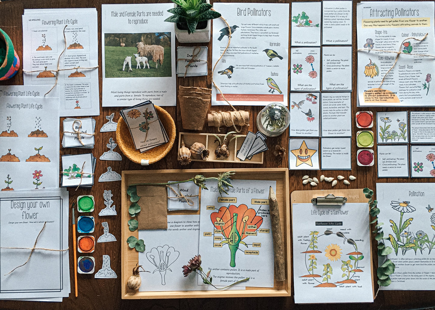 Montessori Inspired Pollination Resource - montessorikiwi