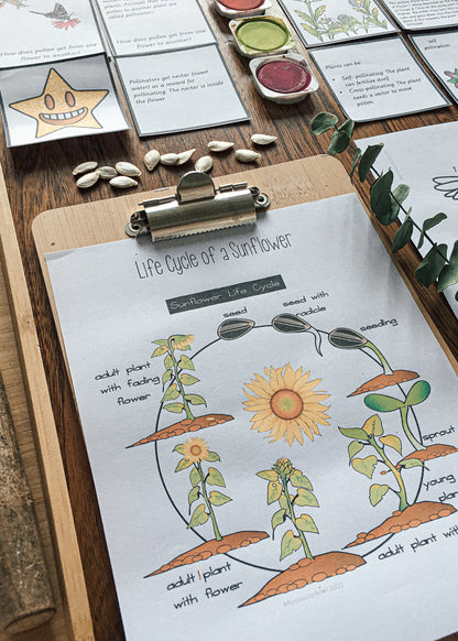 Montessori Inspired Pollination Resource - montessorikiwi