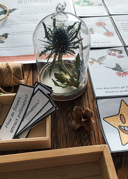 Montessori Inspired Pollination Resource - montessorikiwi