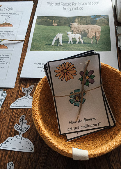 Montessori Inspired Pollination Resource - montessorikiwi