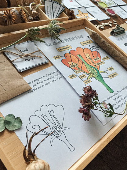 Montessori Inspired Pollination Resource - montessorikiwi