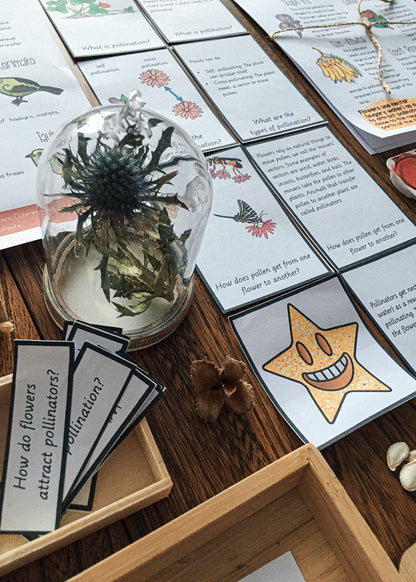 Montessori Inspired Pollination Resource - montessorikiwi