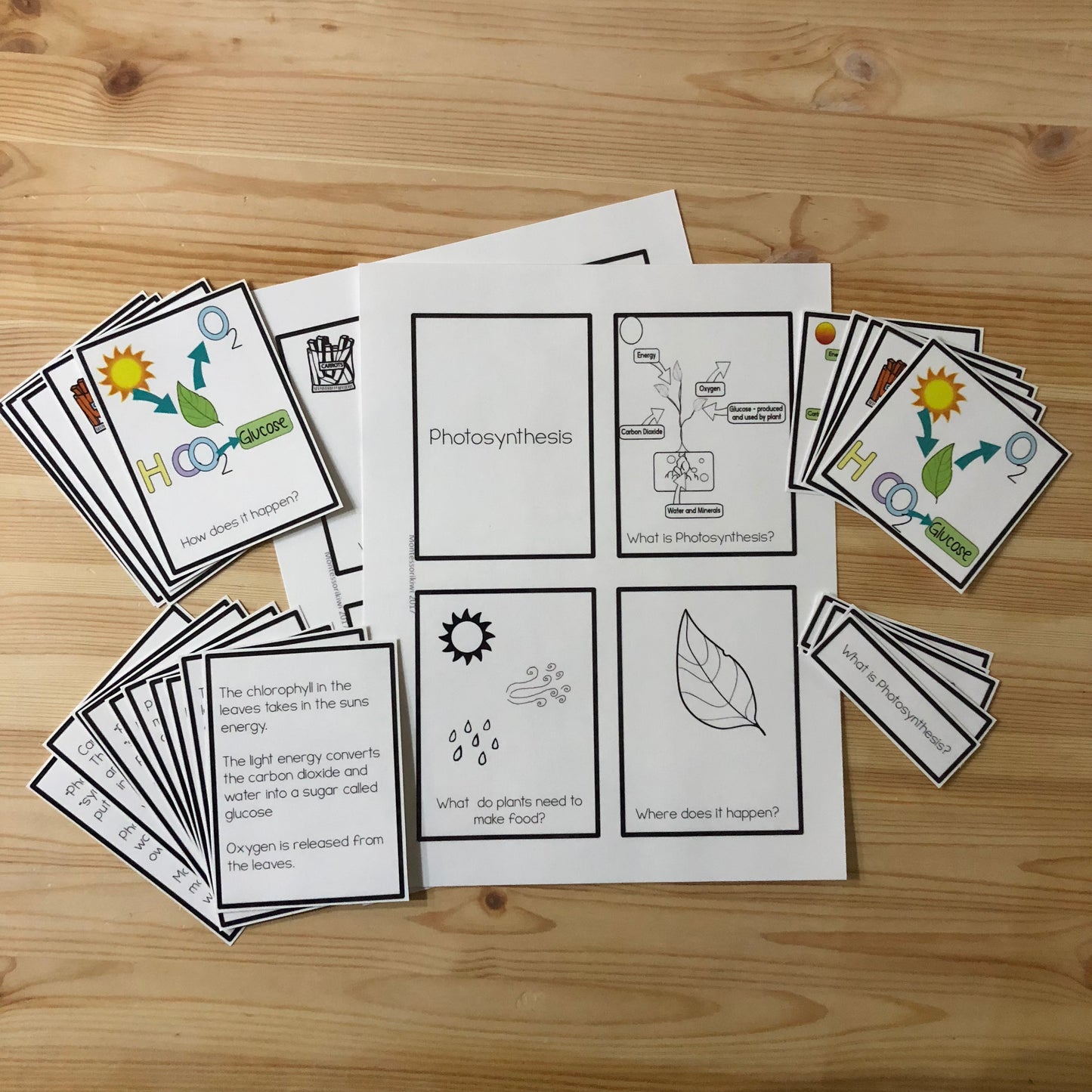 Photosynthesis Montessori Inspired activity - montessorikiwi