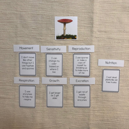 MRS GREN comparison between fungi, animal and plants - montessorikiwi