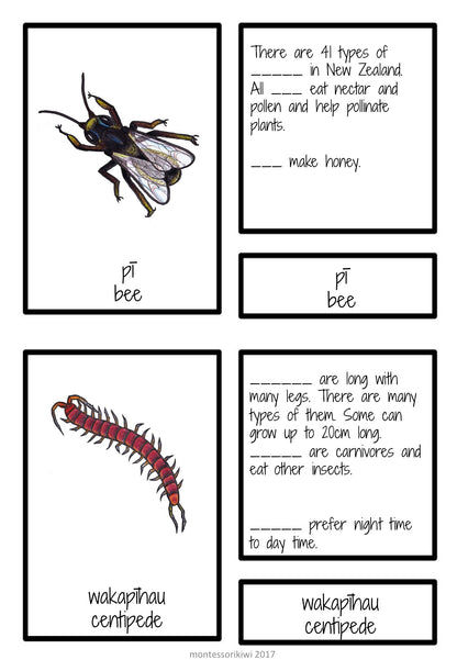 New Zealand invertebrate facts (Montessori inspired) - montessorikiwi