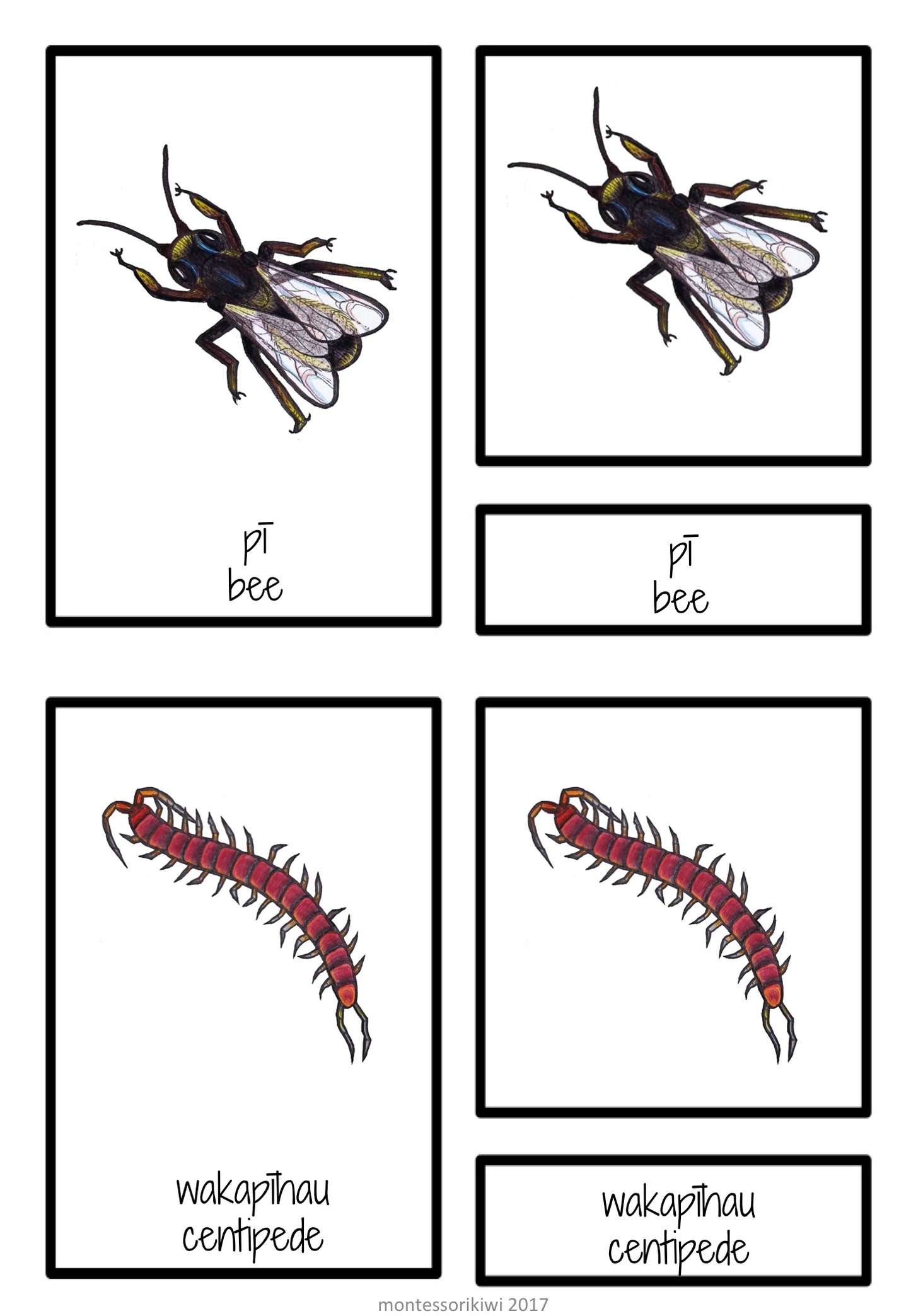 NZ bug names match up - montessorikiwi