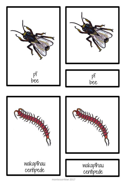 NZ bug names match up - montessorikiwi