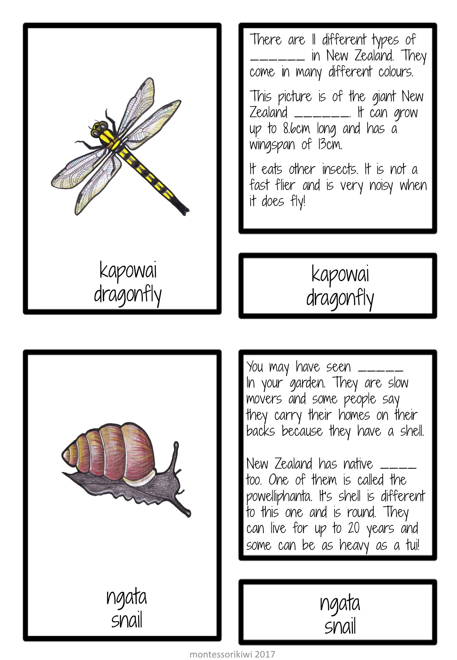New Zealand invertebrate facts (Montessori inspired) - montessorikiwi