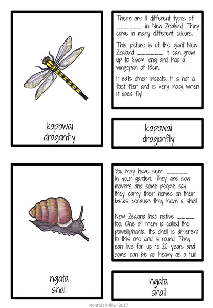 New Zealand invertebrate facts (Montessori inspired) - montessorikiwi