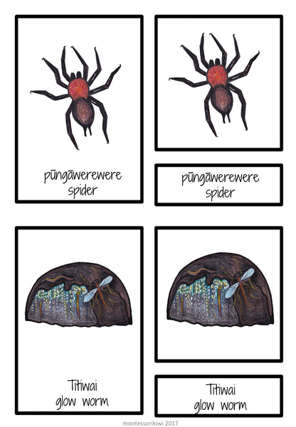 NZ bug names match up - montessorikiwi