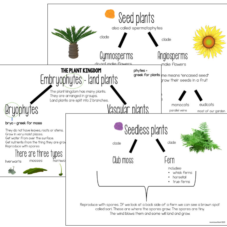 Plant Kingdom Introduction Vocabulary - Subscription - montessorikiwi