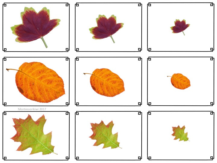 Autumn or Fall themed math sorting - montessorikiwi