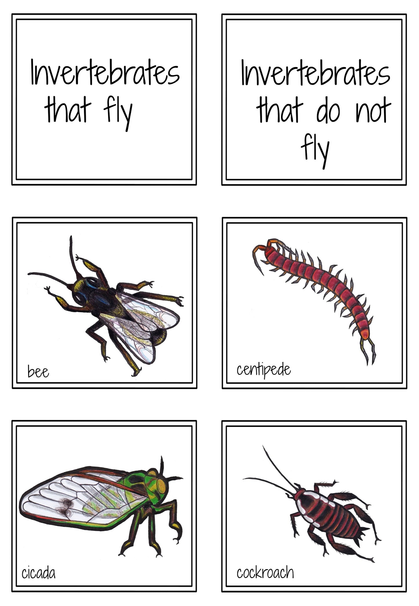 New Zealand Invertebrates - flies or crawls - montessorikiwi
